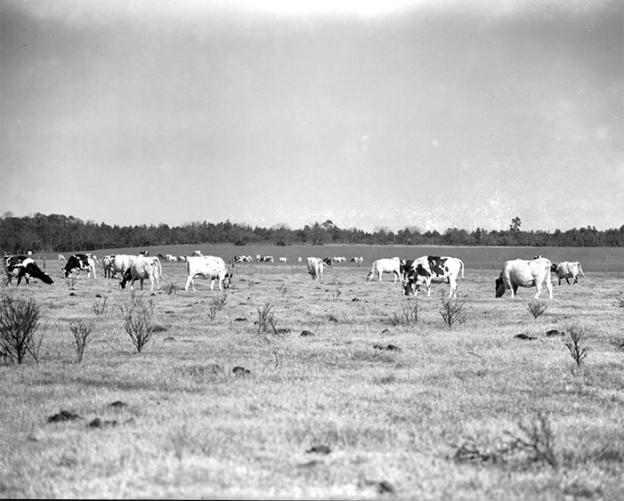 Pasture to Pinehurst image 2