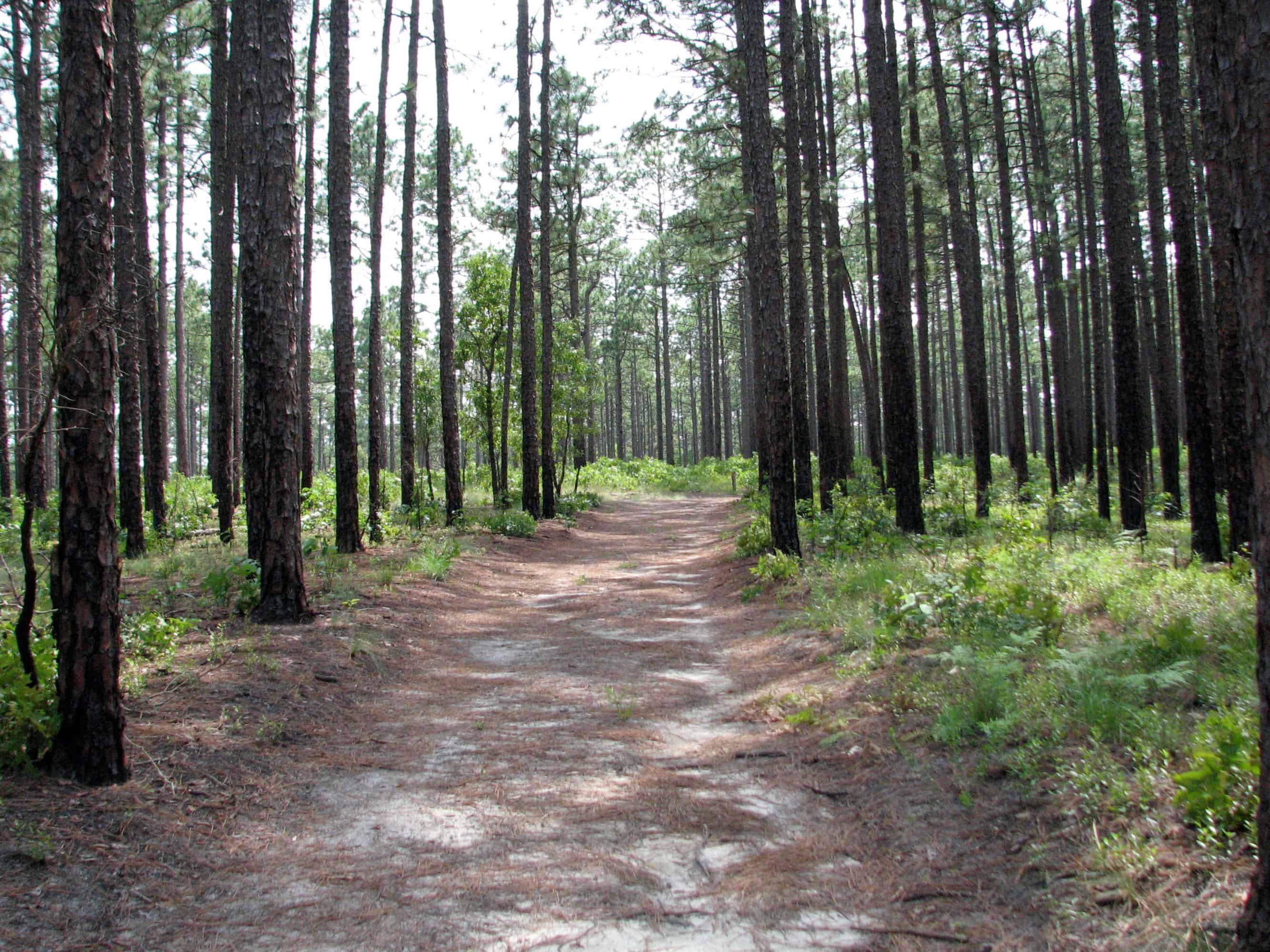 Weymouth Woods