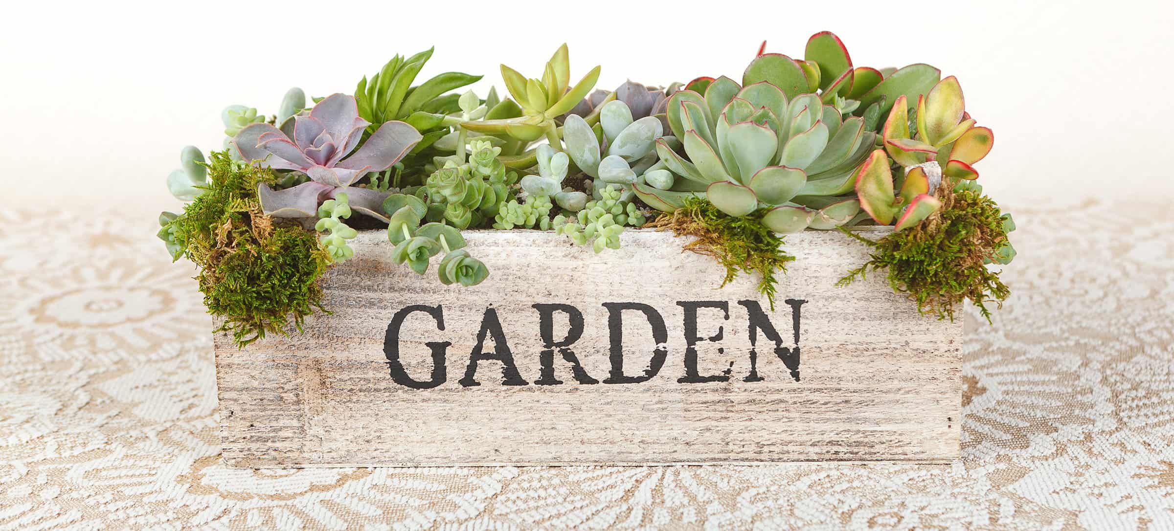 Wooden Succulent Boxes