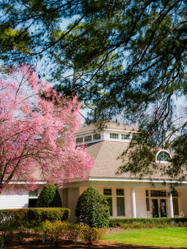 The cherry blossom outside the tennis center, the first sign that spring is around the corner