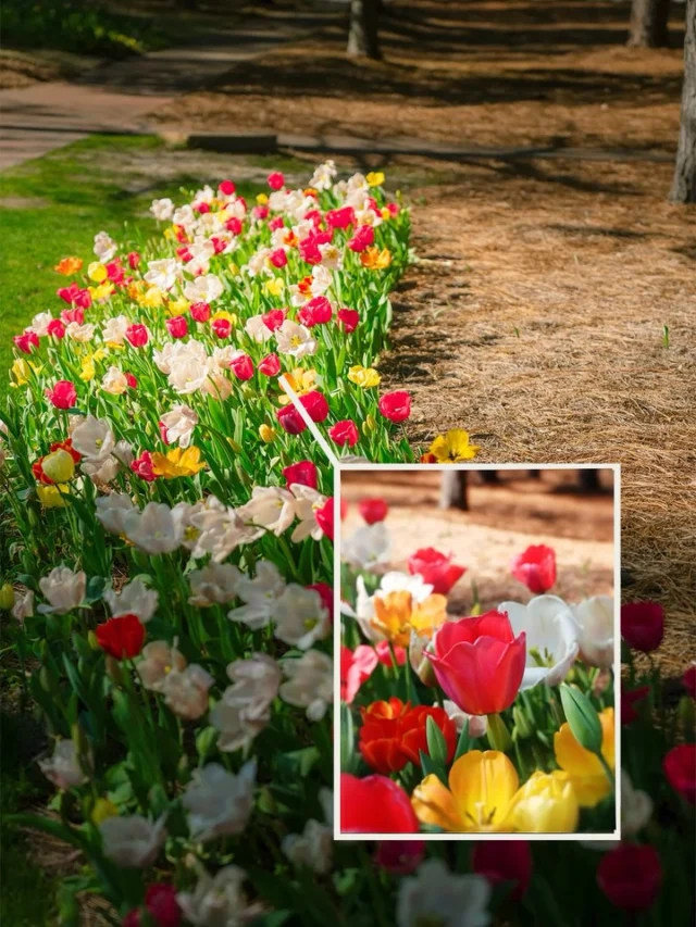 Details in motion 🌷