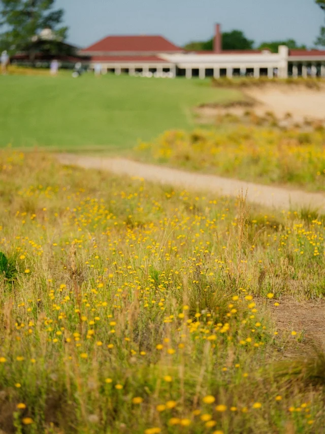 Dandelions around Pinehurst No. 2